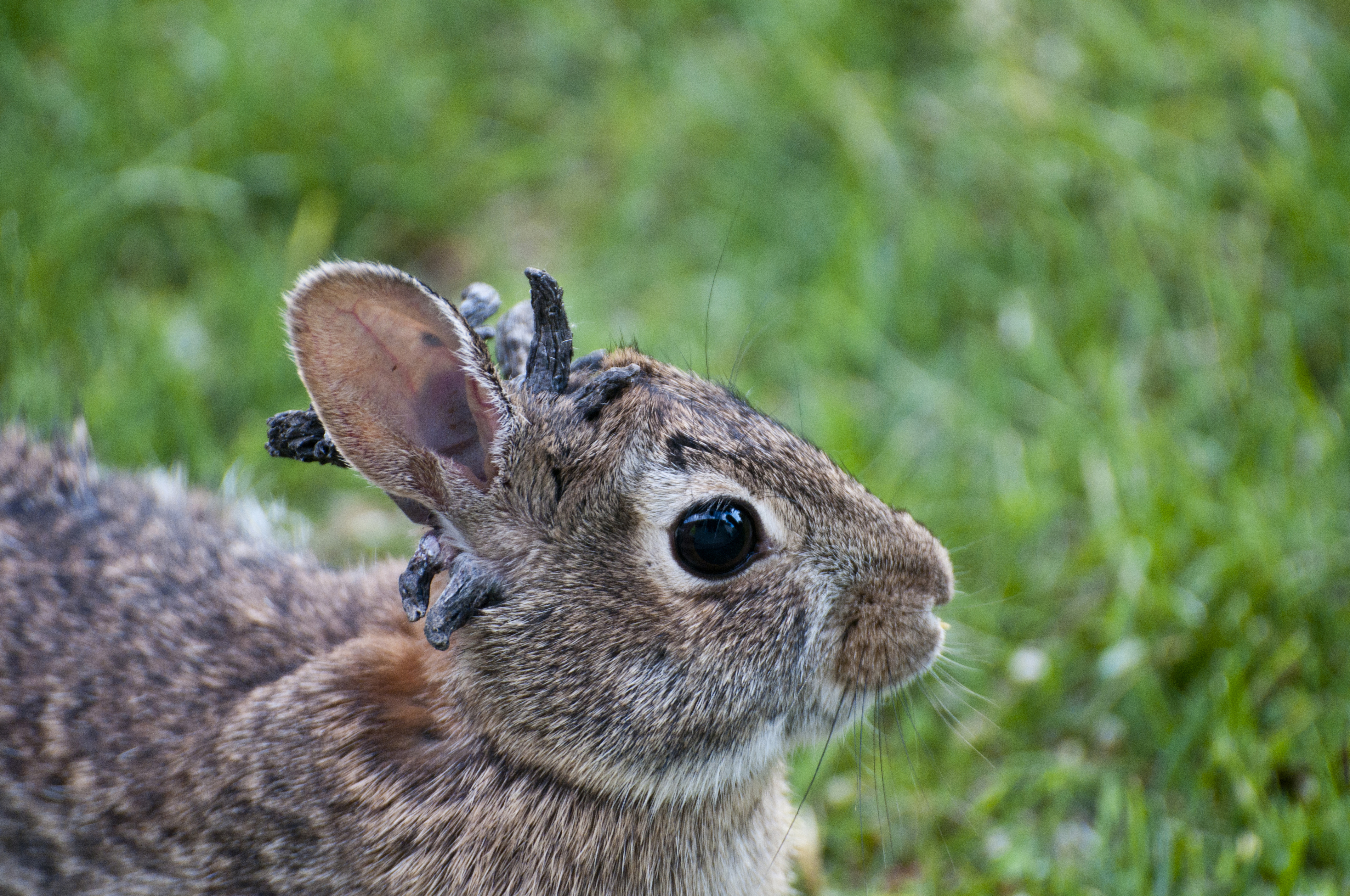 What In The Shady Species!? Expert Weighs In On Viral Photos Of Rabbits With "Horns" In Colorado