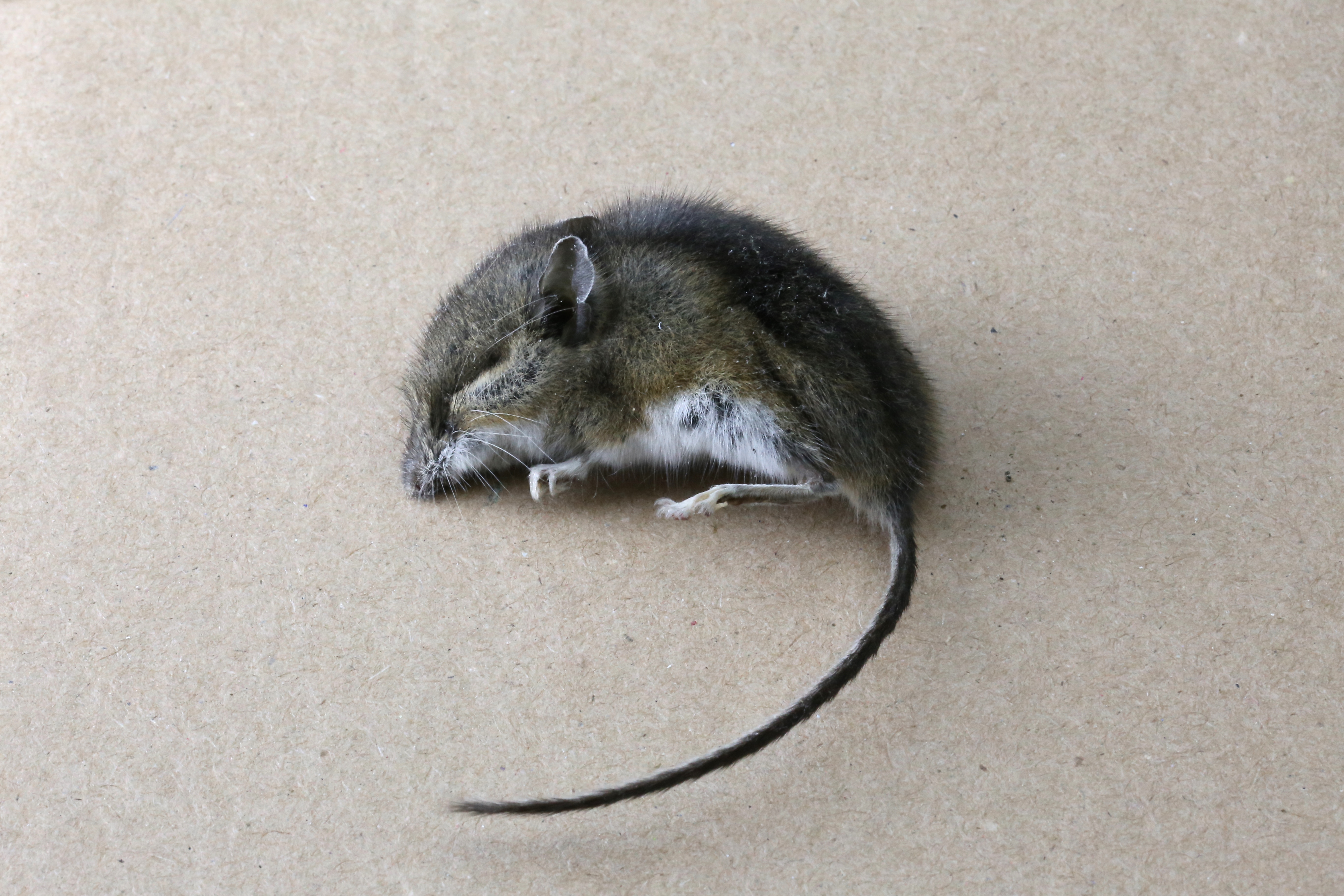 Excuse Me?! Portland dad reportedly sues landlord for $122K after baby found with dead mouse in mouth